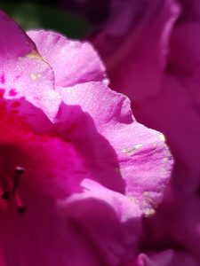 Sunlit edge of a pink rhodedendron petal