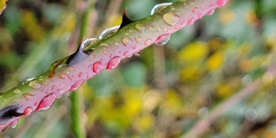 A rose branch with thorns and raindrops